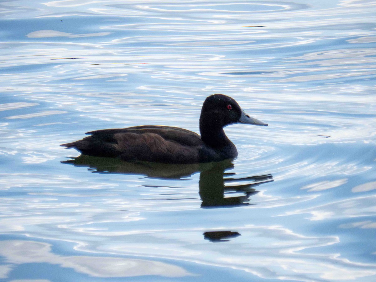 Southern Pochard - ML646185997