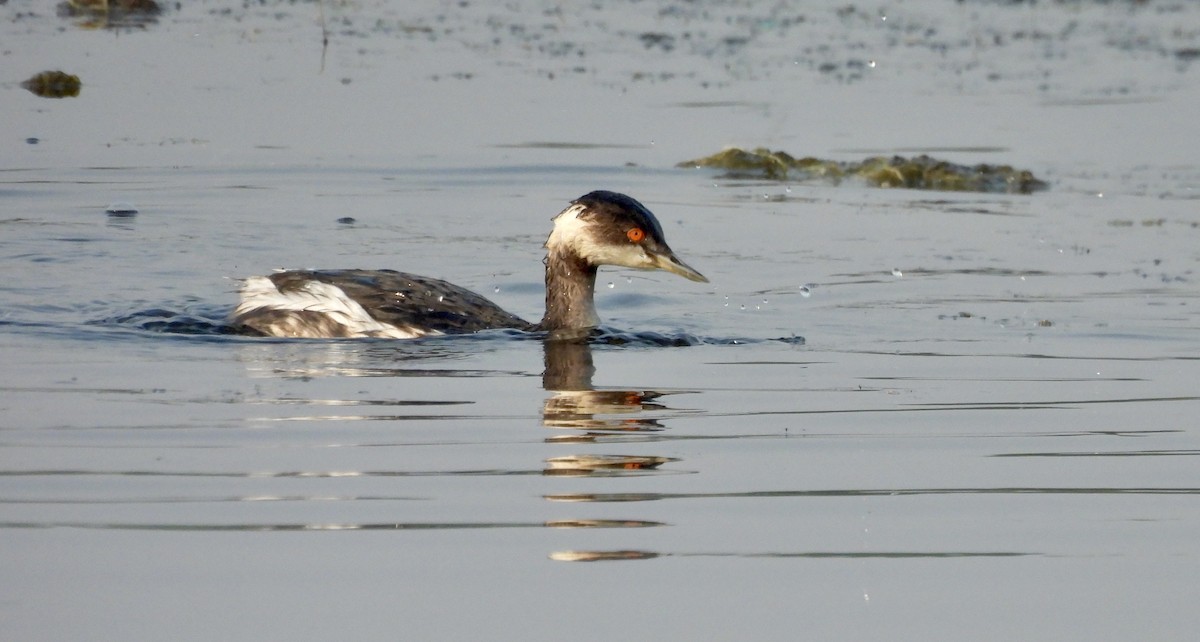 potápka černokrká - ML646185998