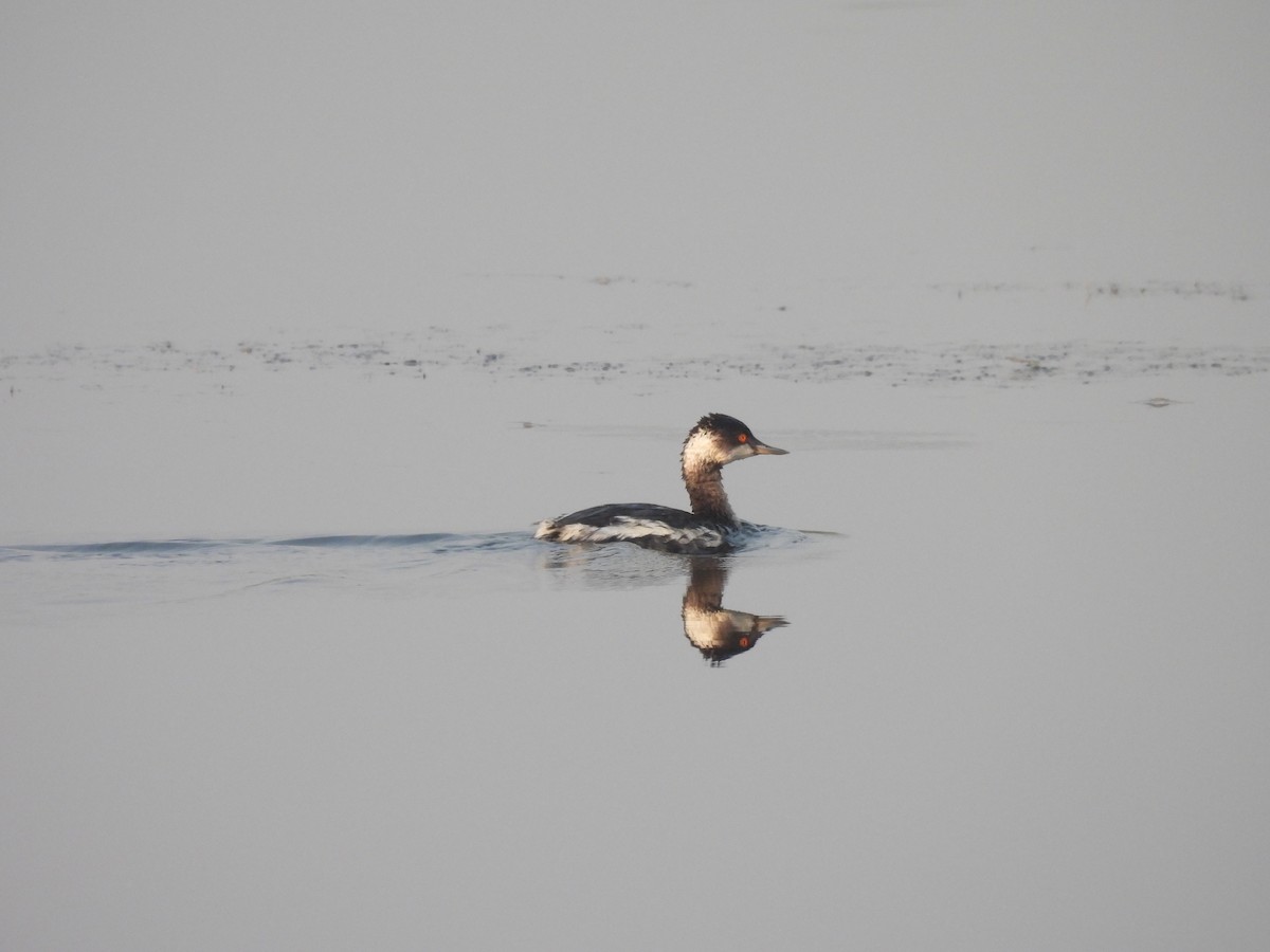 potápka černokrká - ML646185999