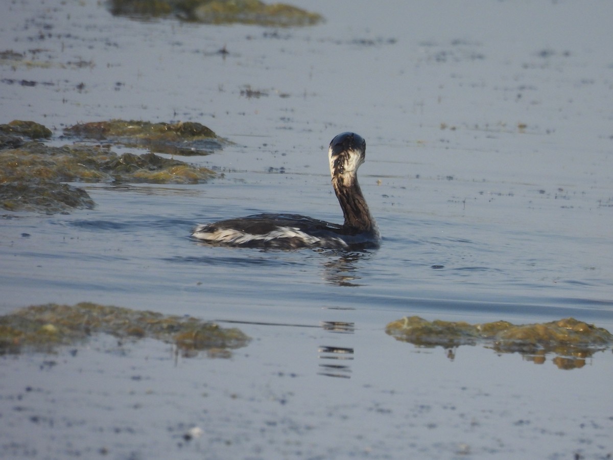 potápka černokrká - ML646186000