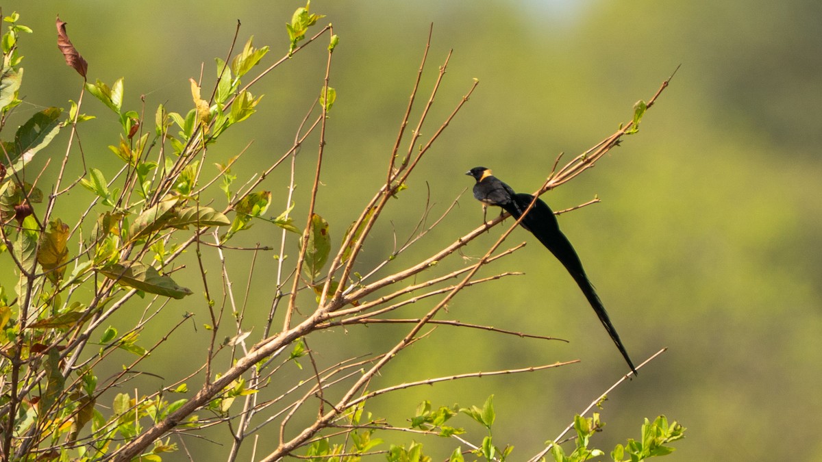 paradisenke - ML646186002