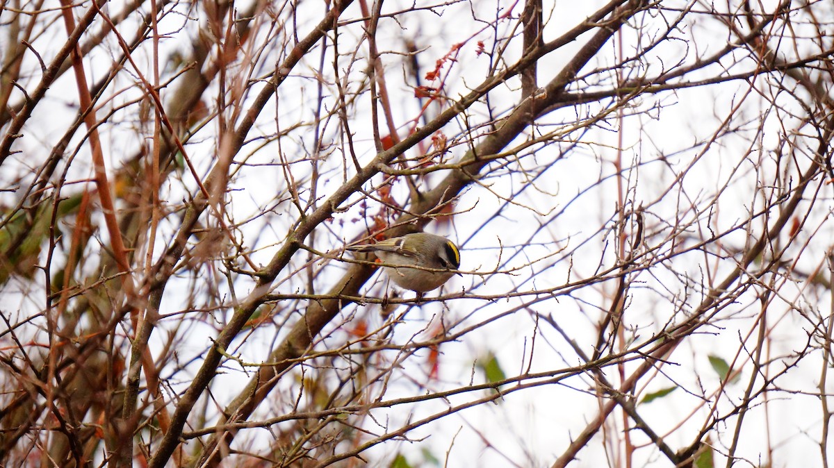 Golden-crowned Kinglet - ML646186007