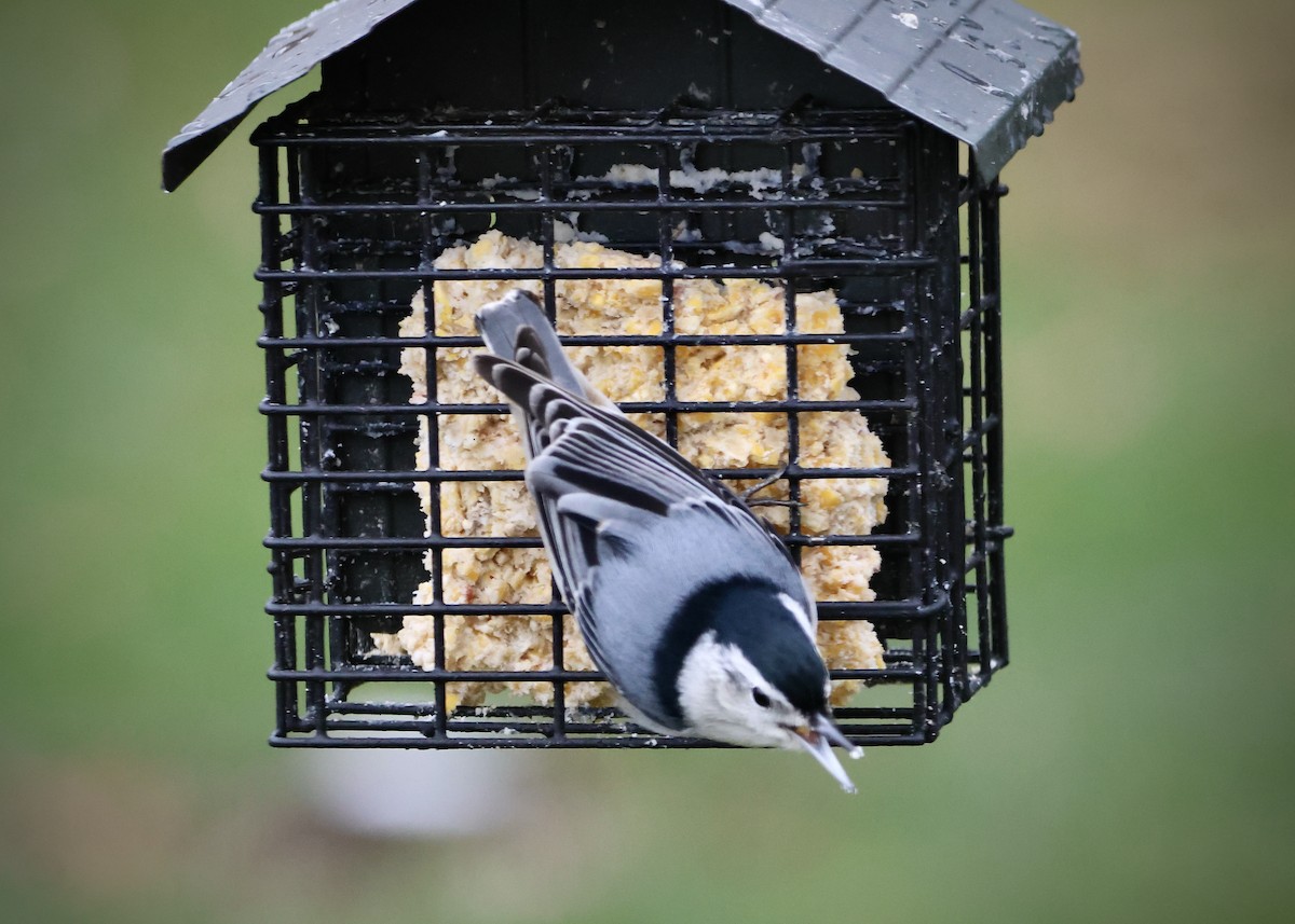 White-breasted Nuthatch - ML646186008