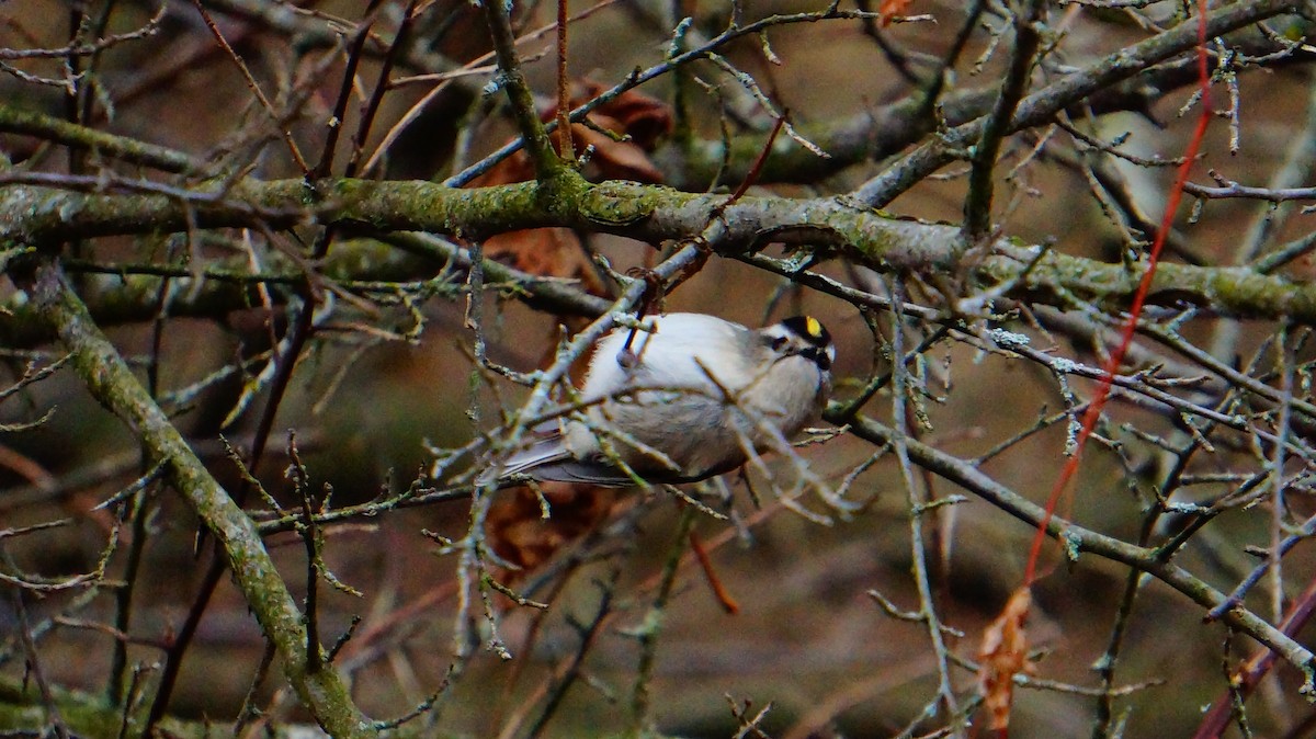Golden-crowned Kinglet - ML646186022