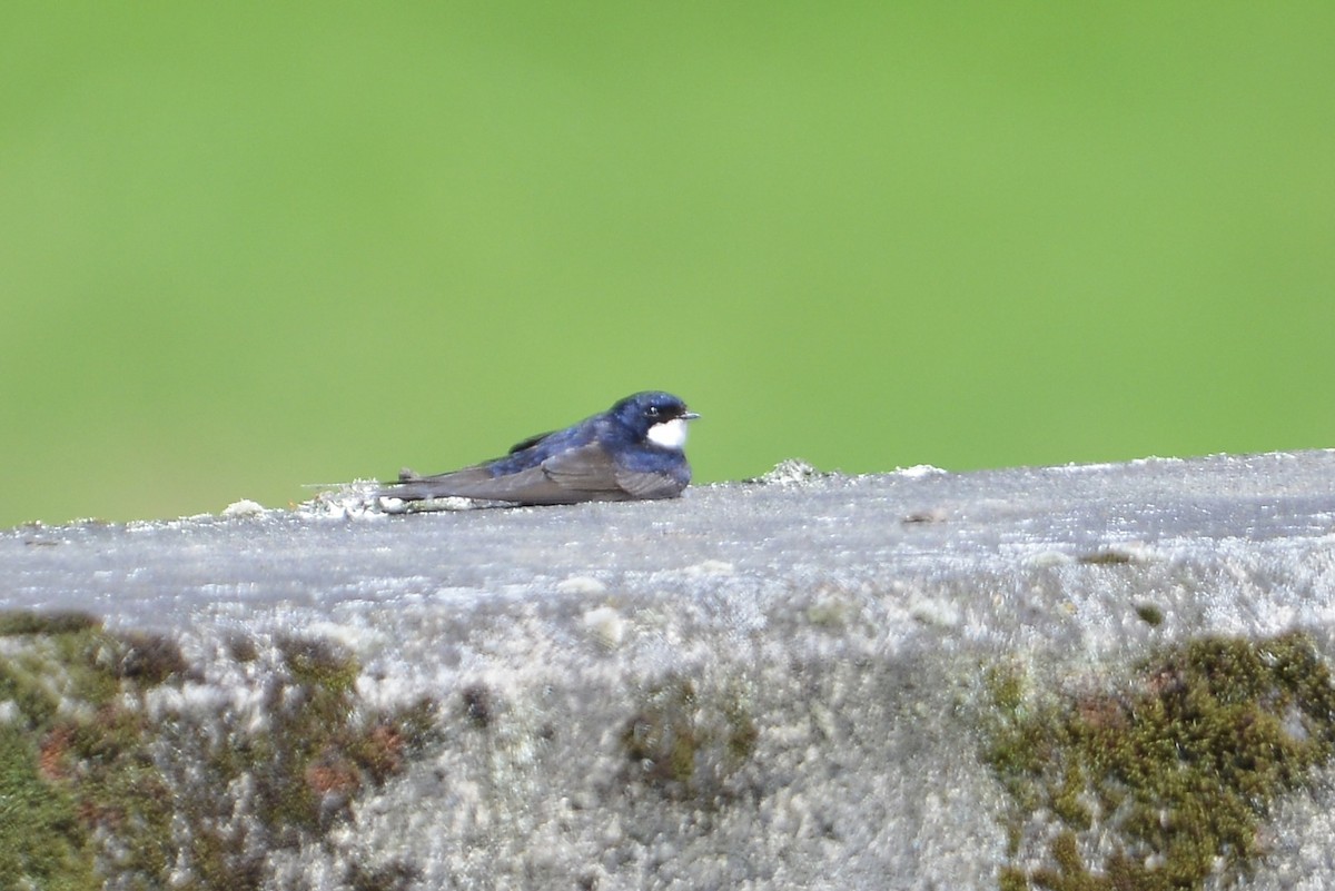 Black-collared Swallow - ML646186025