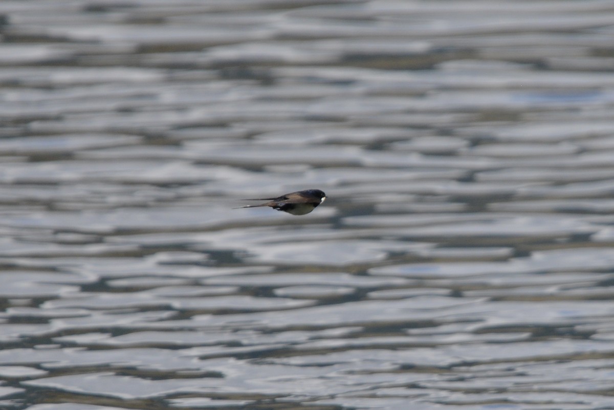 Black-collared Swallow - ML646186026