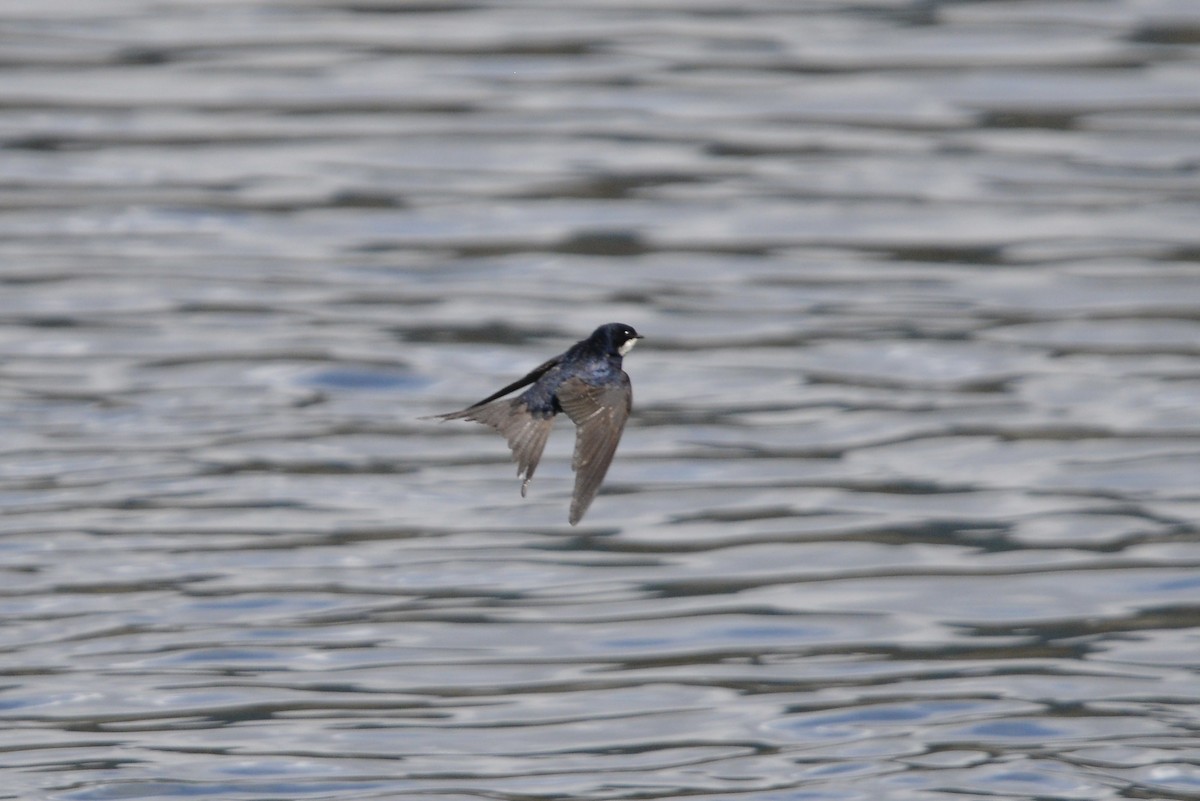 Black-collared Swallow - ML646186027