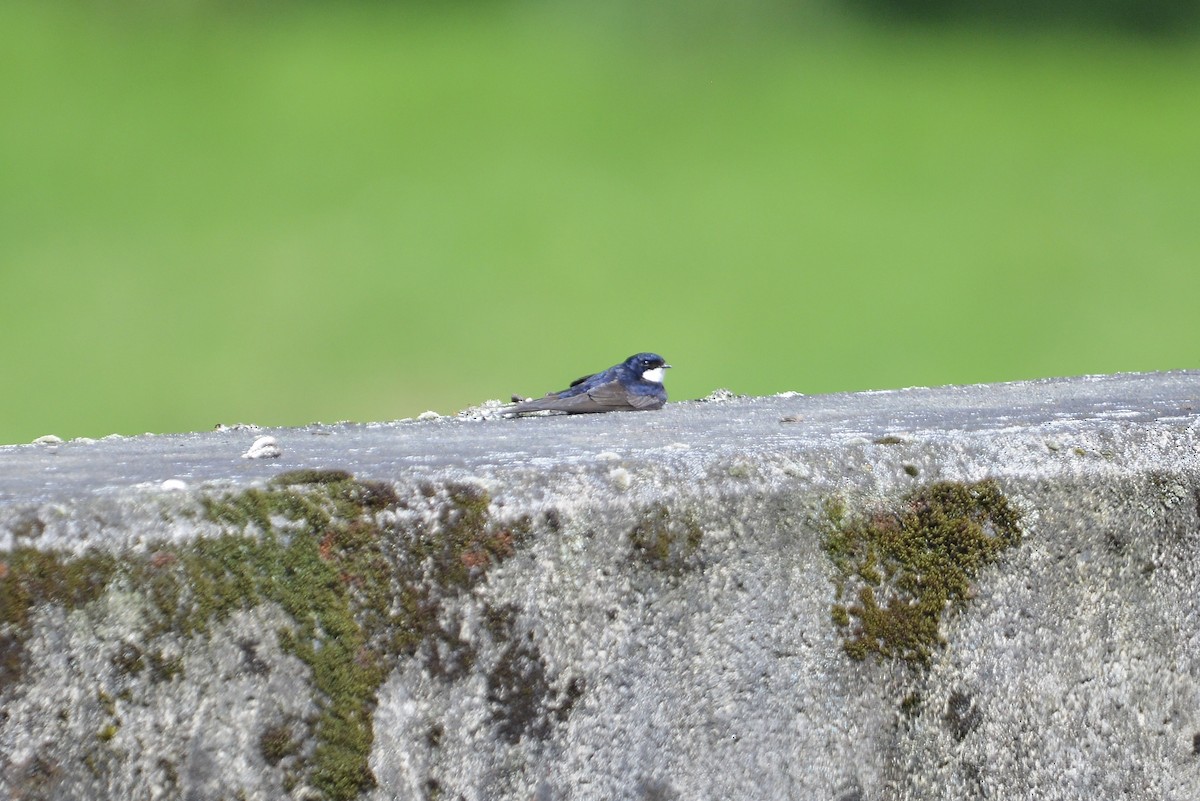 Black-collared Swallow - ML646186029