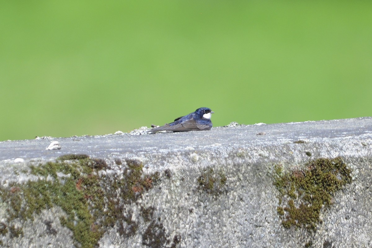 Black-collared Swallow - ML646186030