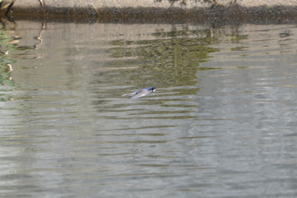 Black-collared Swallow - ML646186031