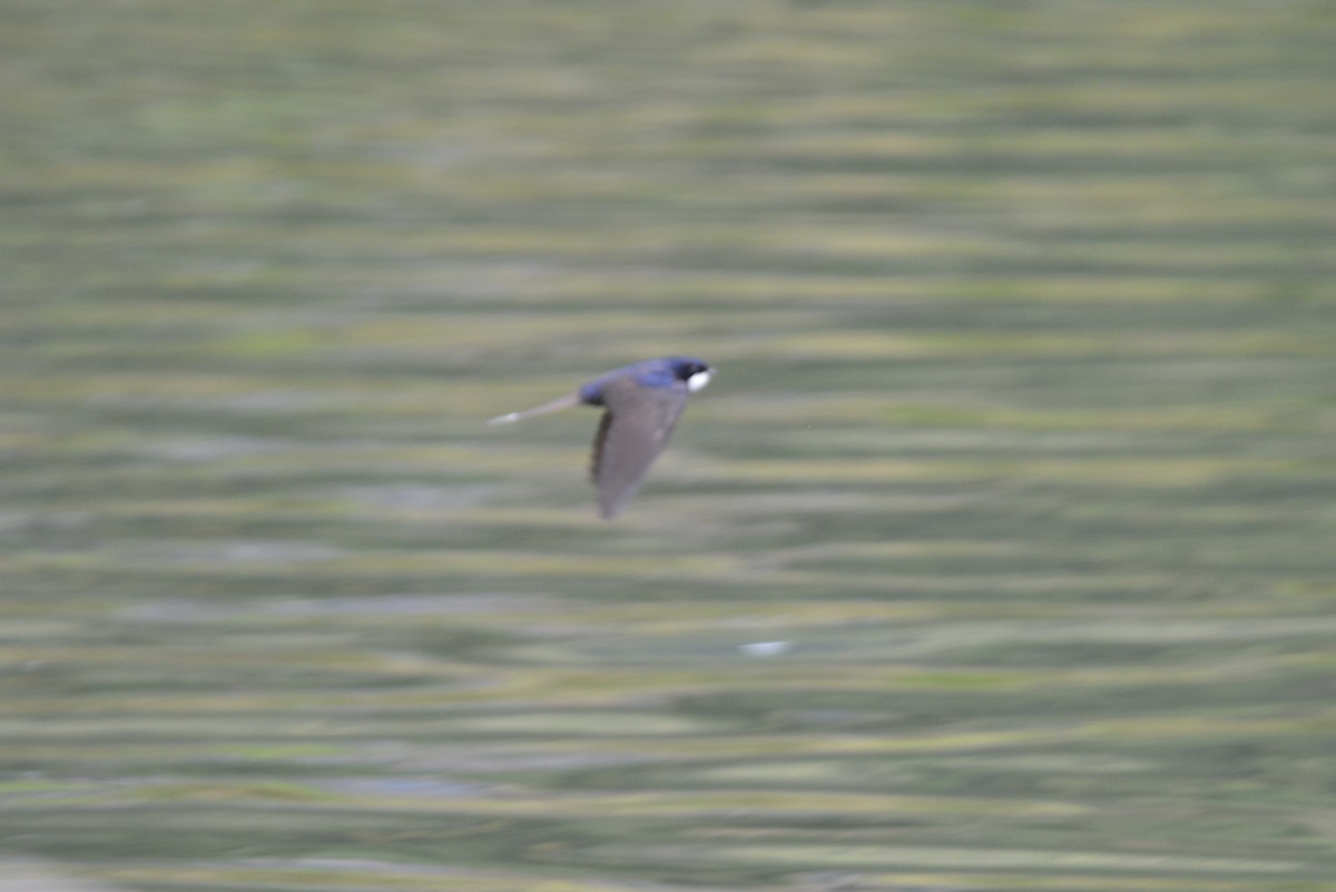 Black-collared Swallow - ML646186032