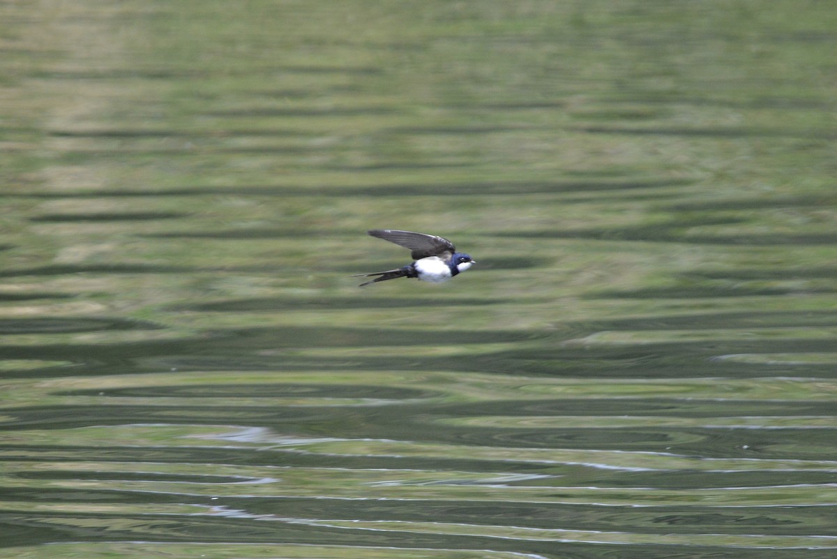 Black-collared Swallow - ML646186033