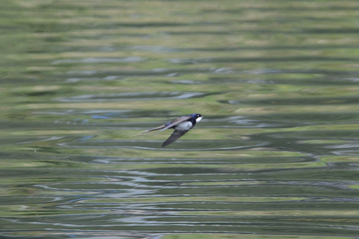 Black-collared Swallow - ML646186034