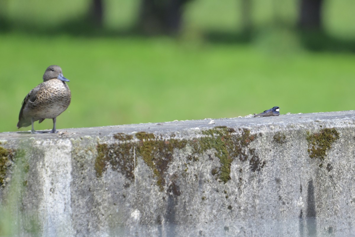 Black-collared Swallow - ML646186035