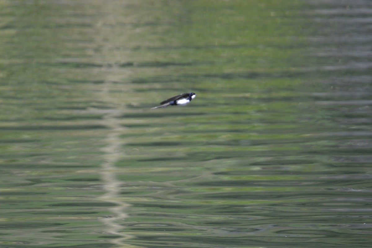 Black-collared Swallow - ML646186036