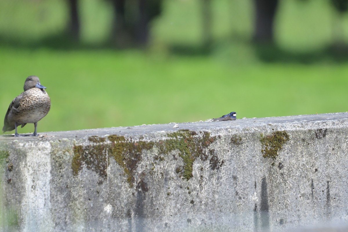 Black-collared Swallow - ML646186037