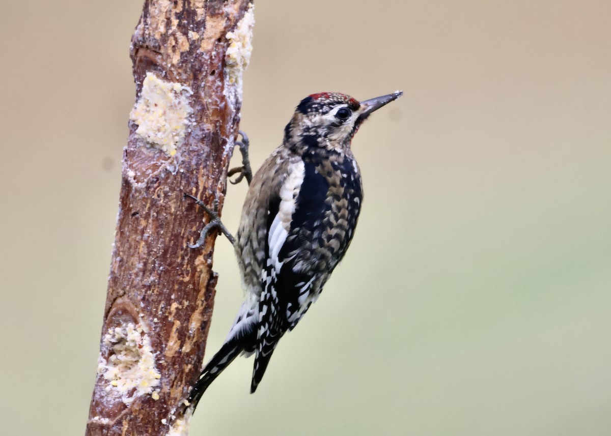 Yellow-bellied Sapsucker - ML646186038