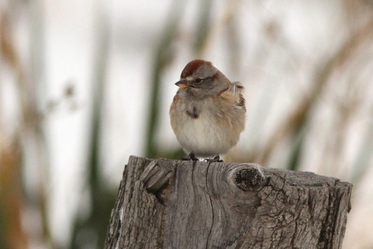 American Tree Sparrow - ML646186039