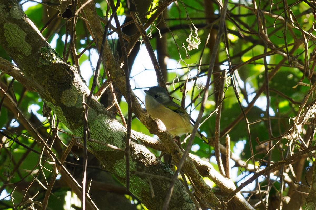 White-browed Shrike-Babbler - ML646186040