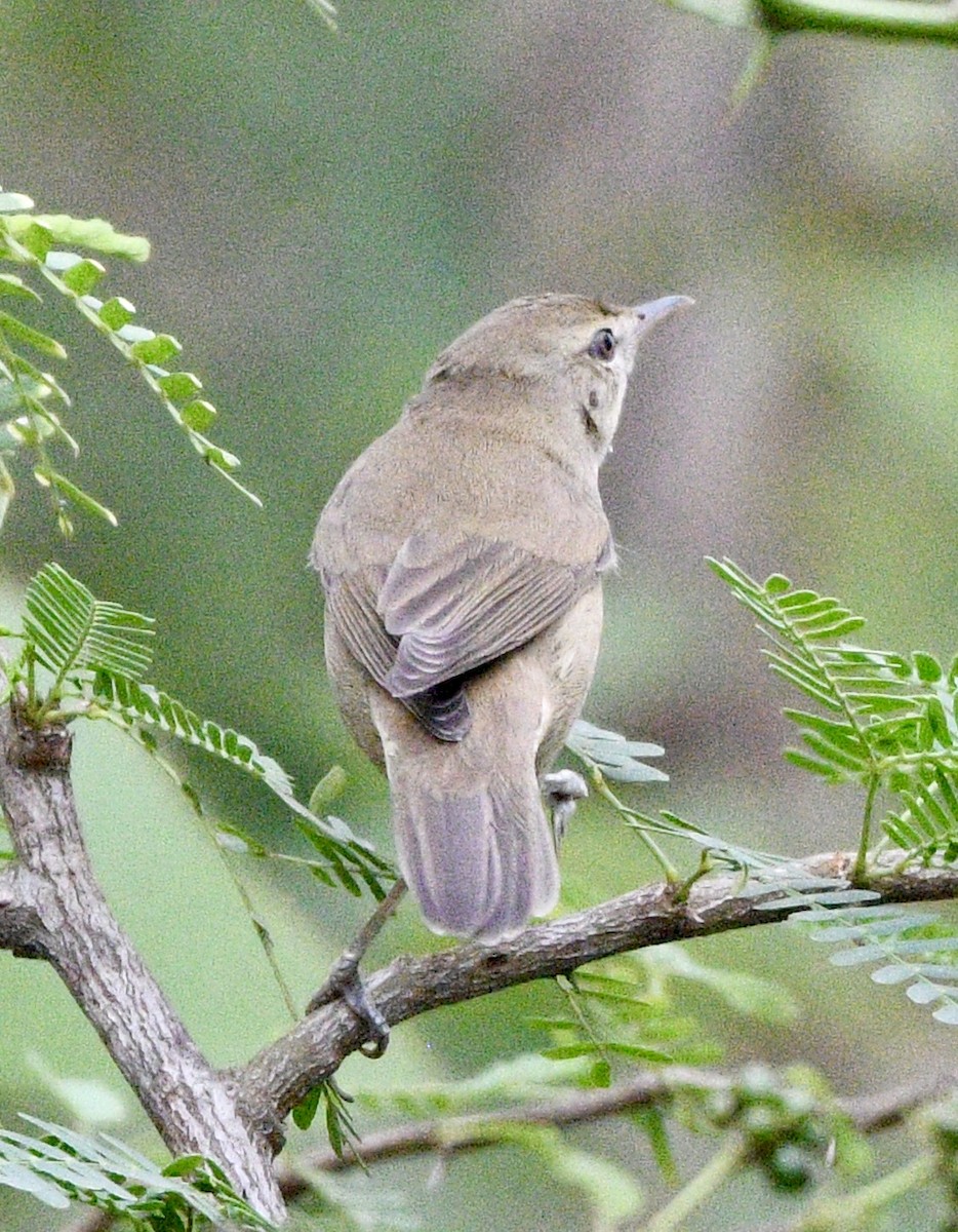 Blyth's Reed Warbler - ML646186048