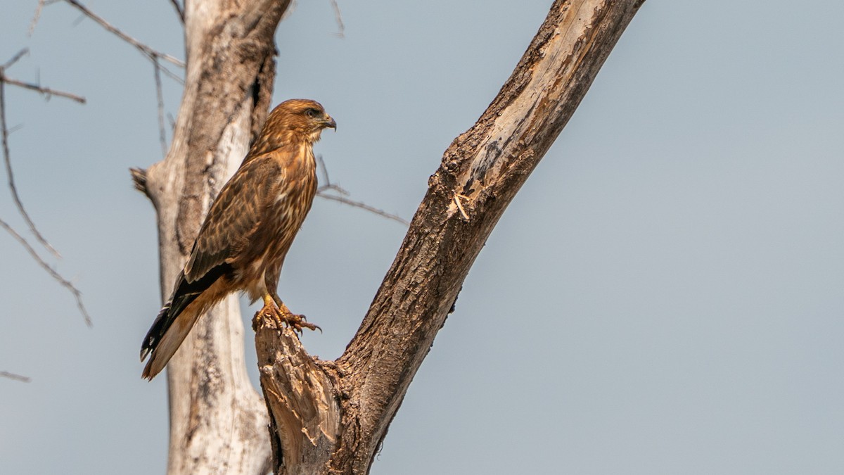 musvåk - ML646186050