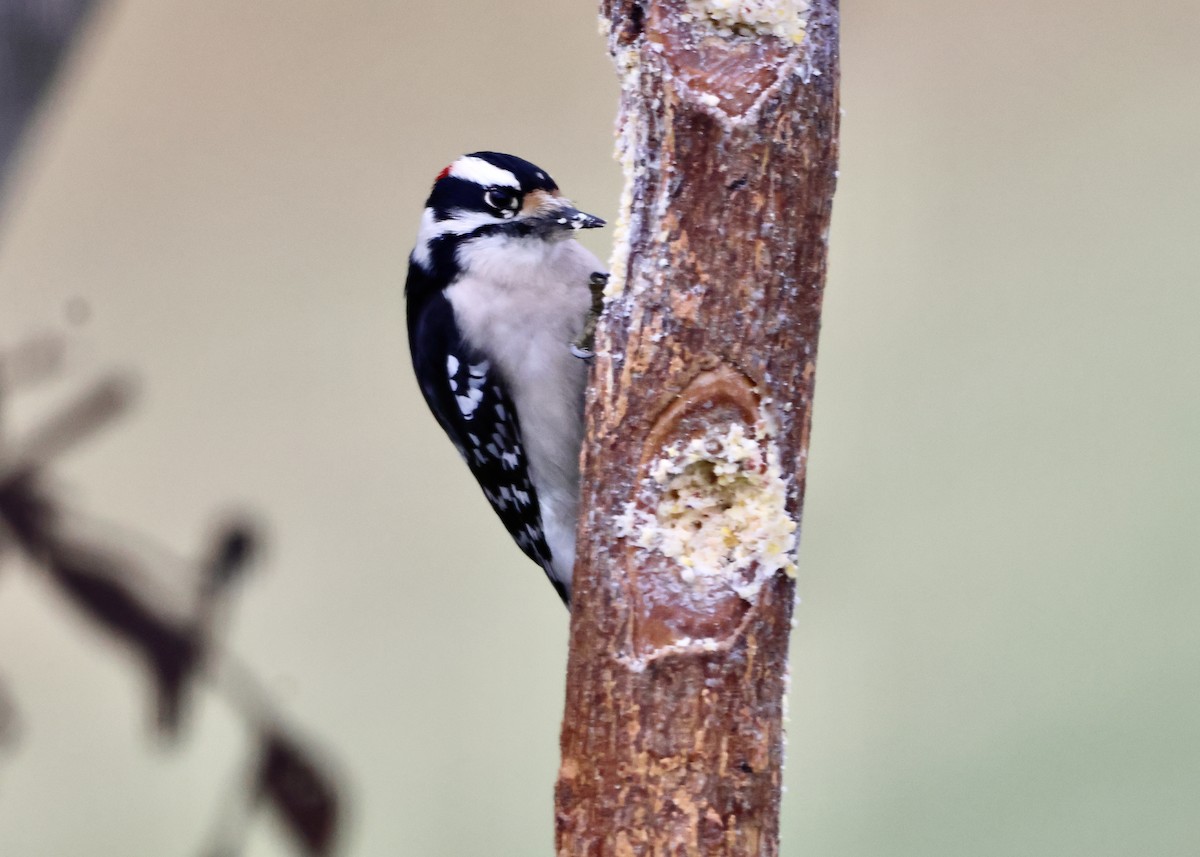 Downy Woodpecker - ML646186051