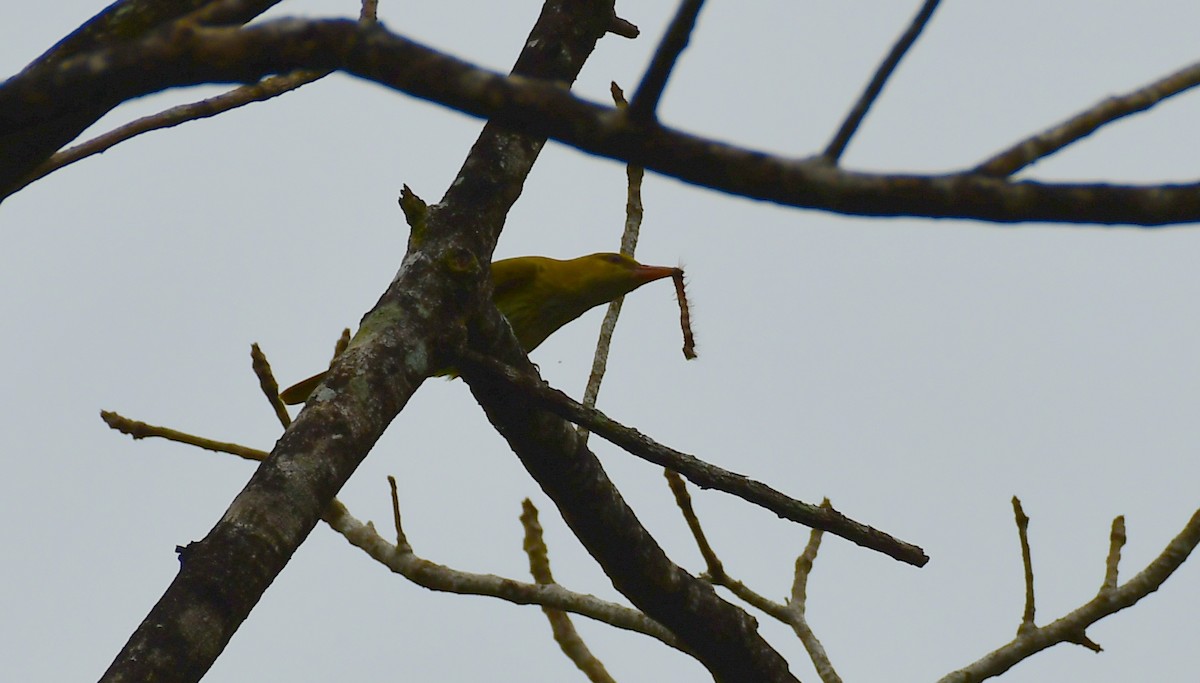 Indian Golden Oriole - ML646186053