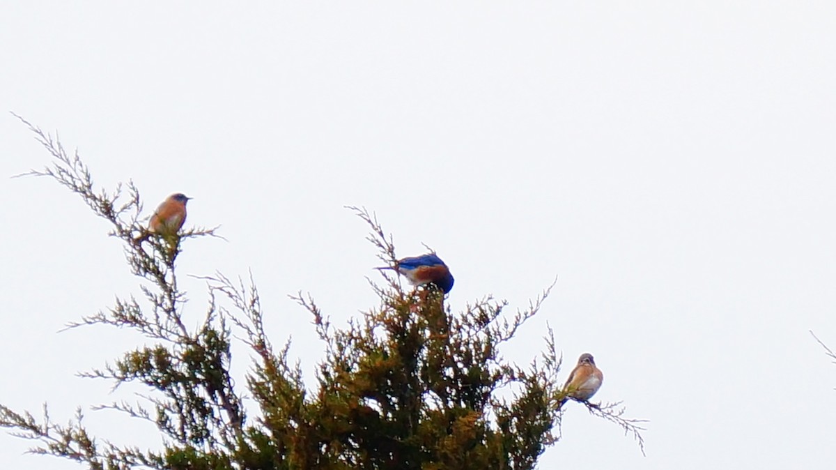 Azulejo Oriental - ML646186058