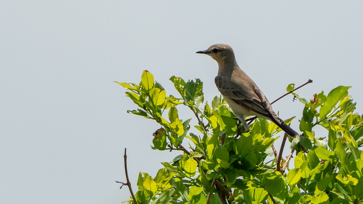 steinskvett - ML646186059