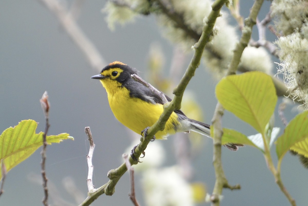 Spectacled Redstart - ML646186071