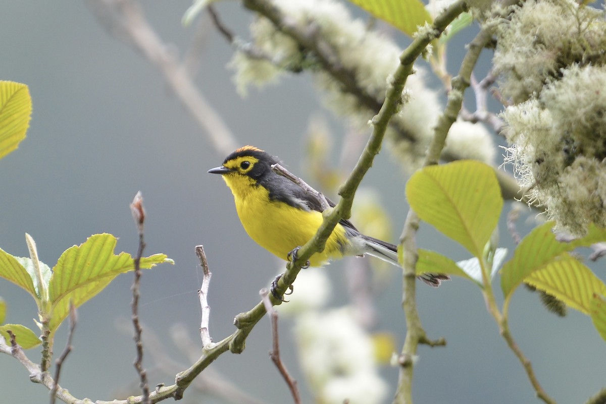 Spectacled Redstart - ML646186072