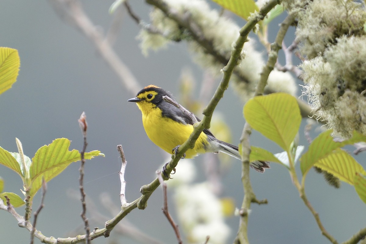 Spectacled Redstart - ML646186073