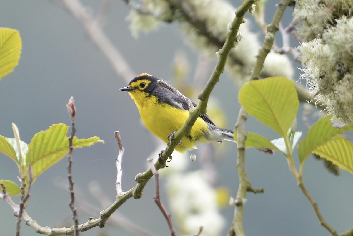 Spectacled Redstart - ML646186074