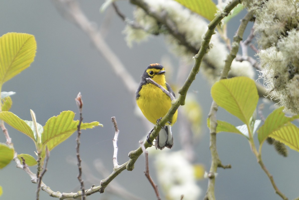 Spectacled Redstart - ML646186075