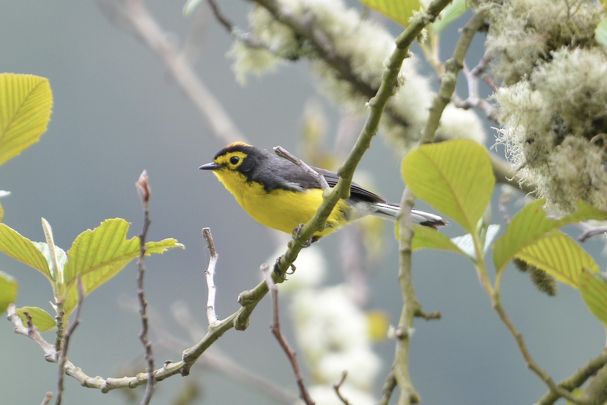 Spectacled Redstart - ML646186076