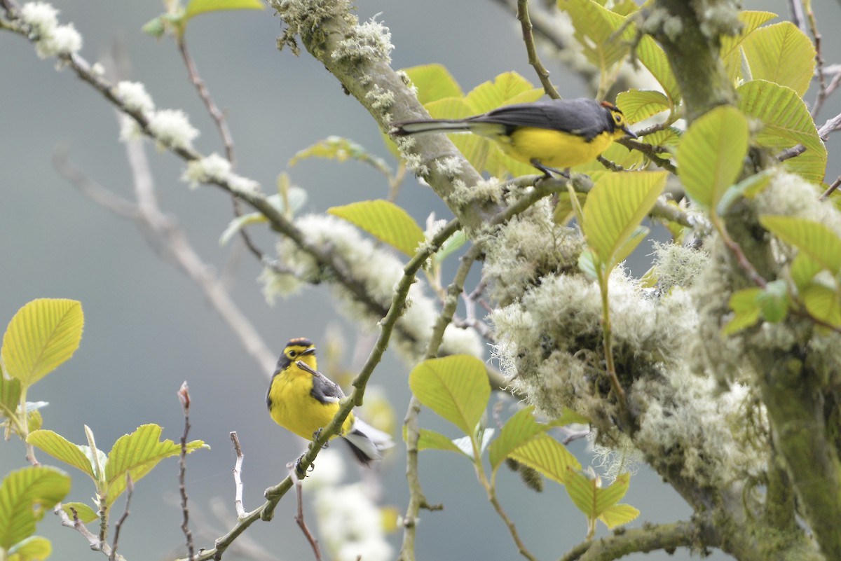 Spectacled Redstart - ML646186077