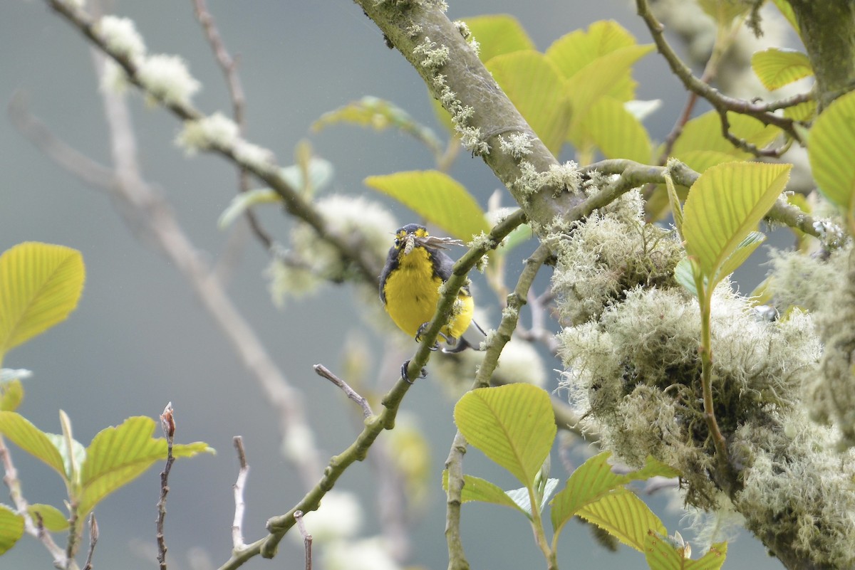 Spectacled Redstart - ML646186078