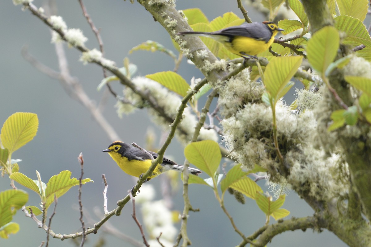 Spectacled Redstart - ML646186079