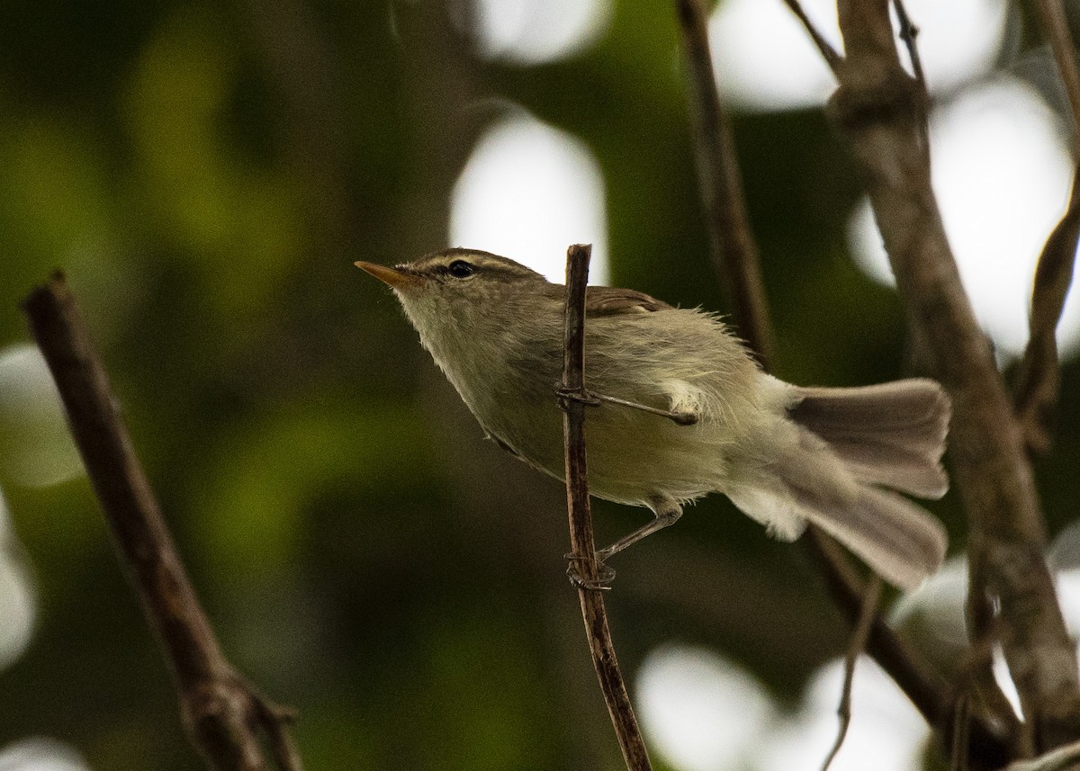 Greenish Warbler - ML646186081