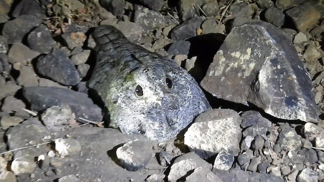 Maharaştra Çobanaldatanı - ML646186082