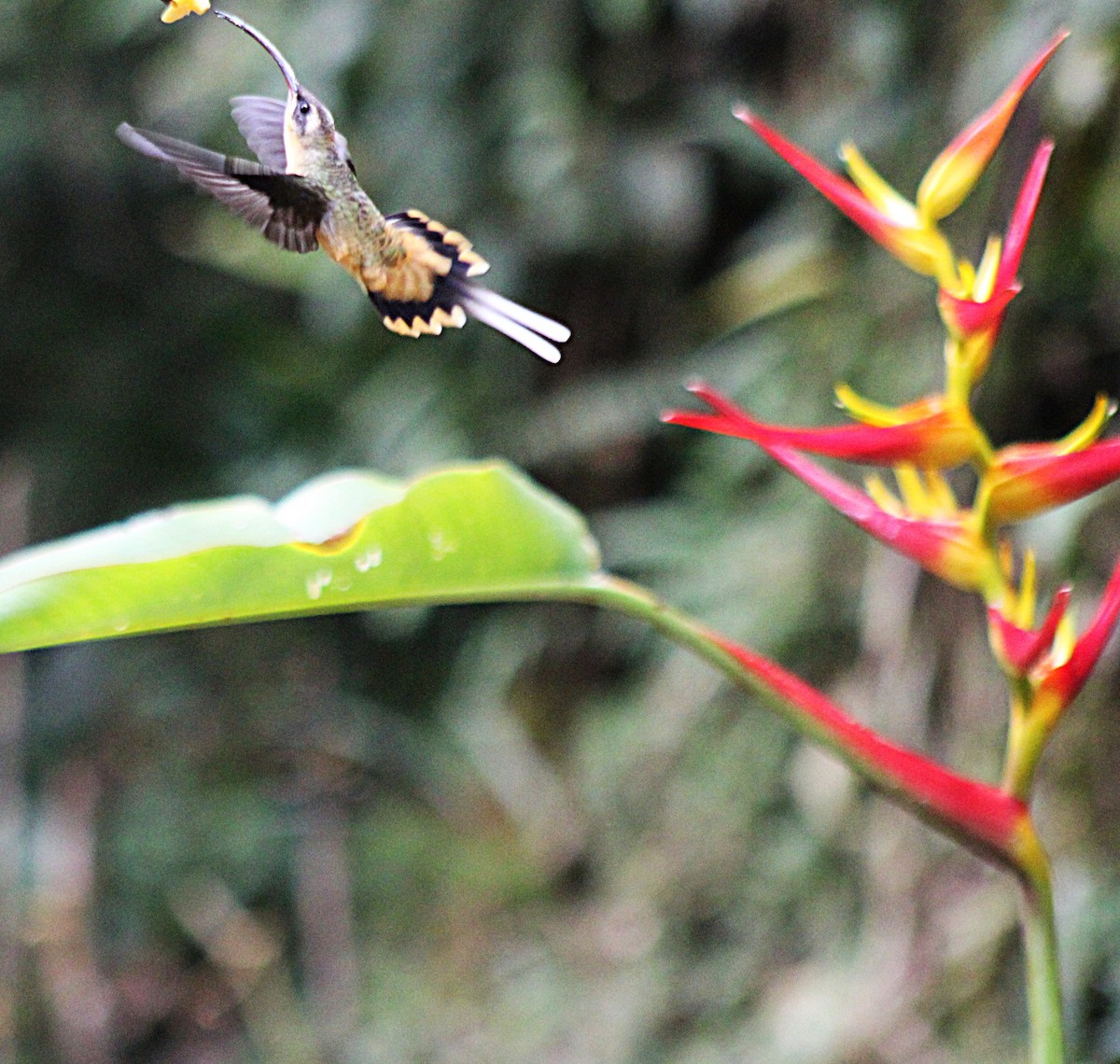 Orangebauch-Schattenkolibri - ML646186084