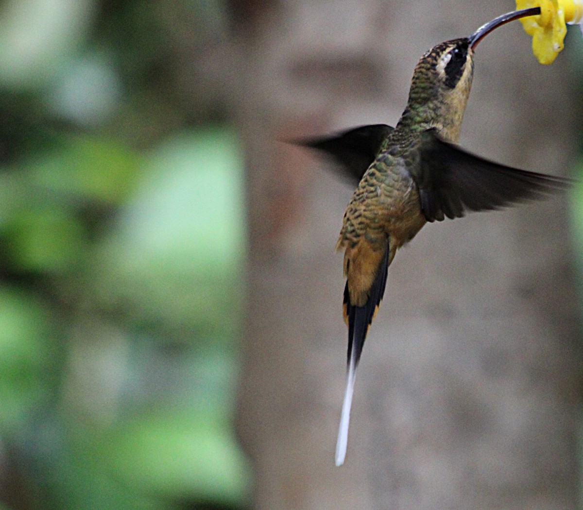 Orangebauch-Schattenkolibri - ML646186085