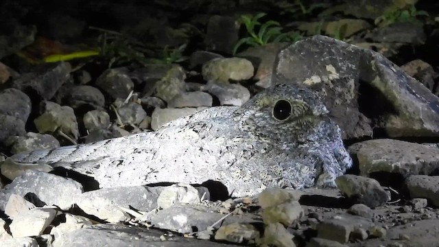 Maharaştra Çobanaldatanı - ML646186086