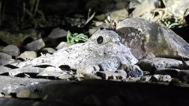 Maharaştra Çobanaldatanı - ML646186087