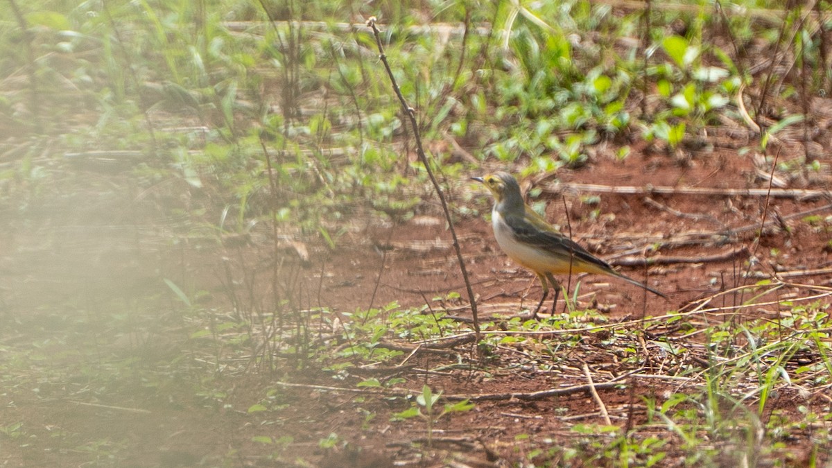 gulerle - ML646186089