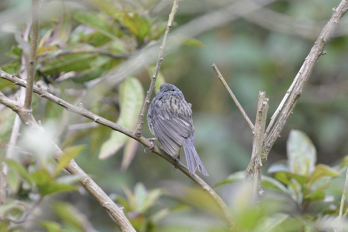 Plain-colored Seedeater - ML646186093