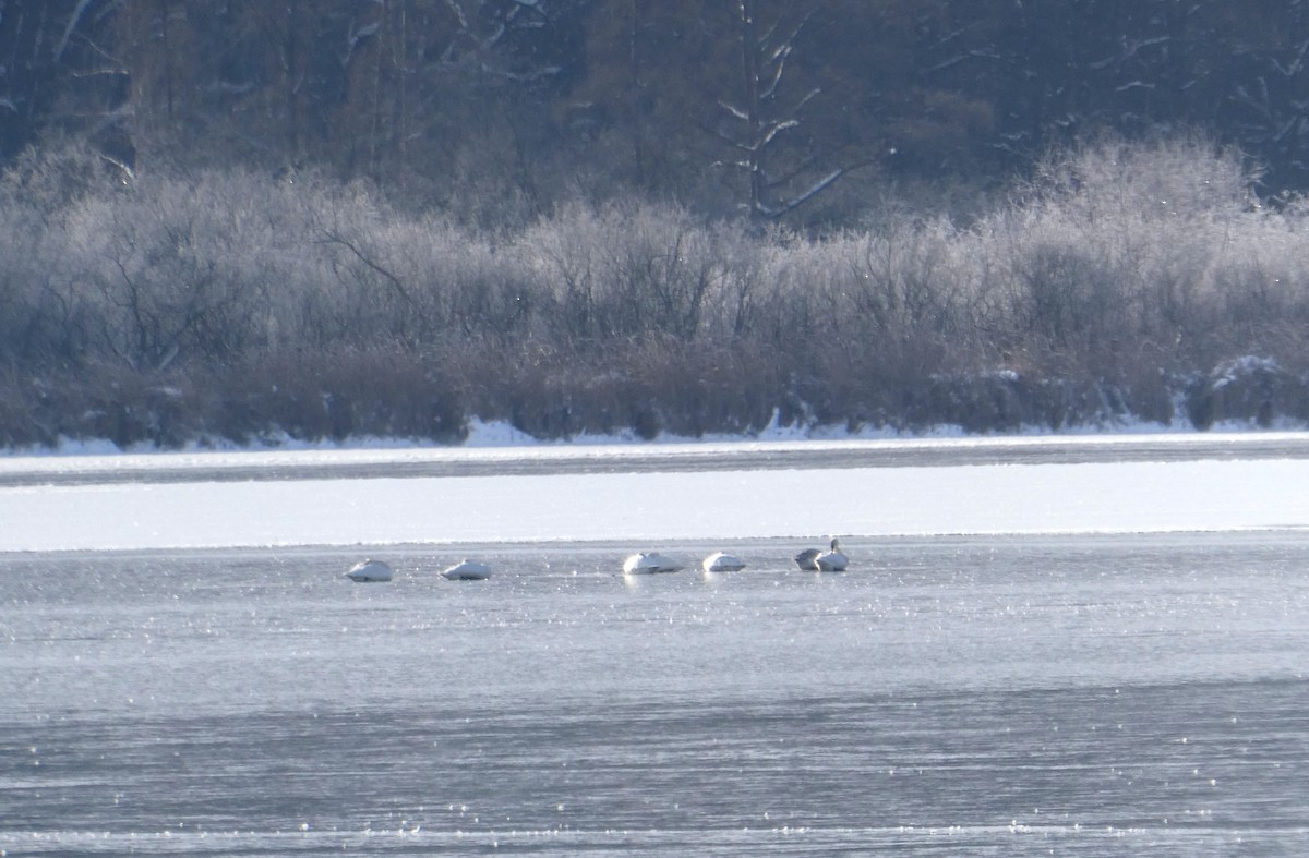 Trumpeter/Tundra Swan - ML646186095
