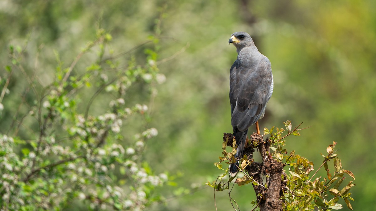 østsanghauk - ML646186098