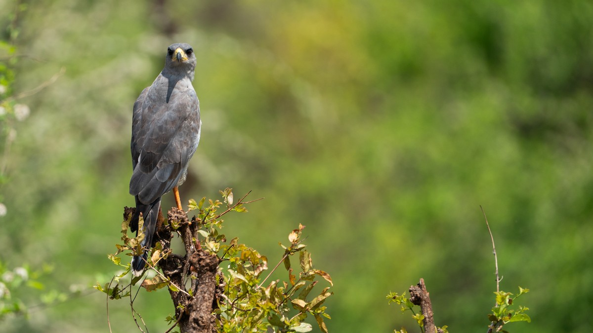 østsanghauk - ML646186099