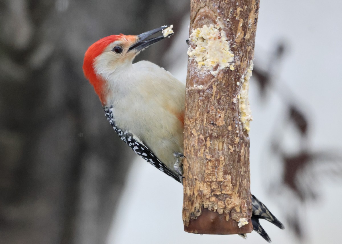 Red-bellied Woodpecker - ML646186100